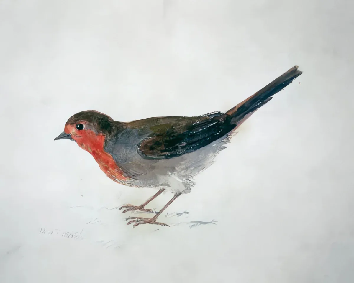 Robin, extrait de The Farnley Book of Birds - William Turner – Image 3