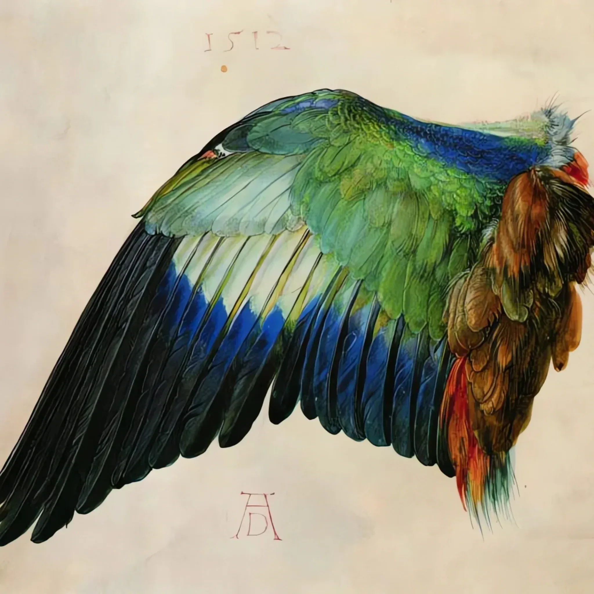 Aile d'un oiseau - Albrecht Dürer – Image 3