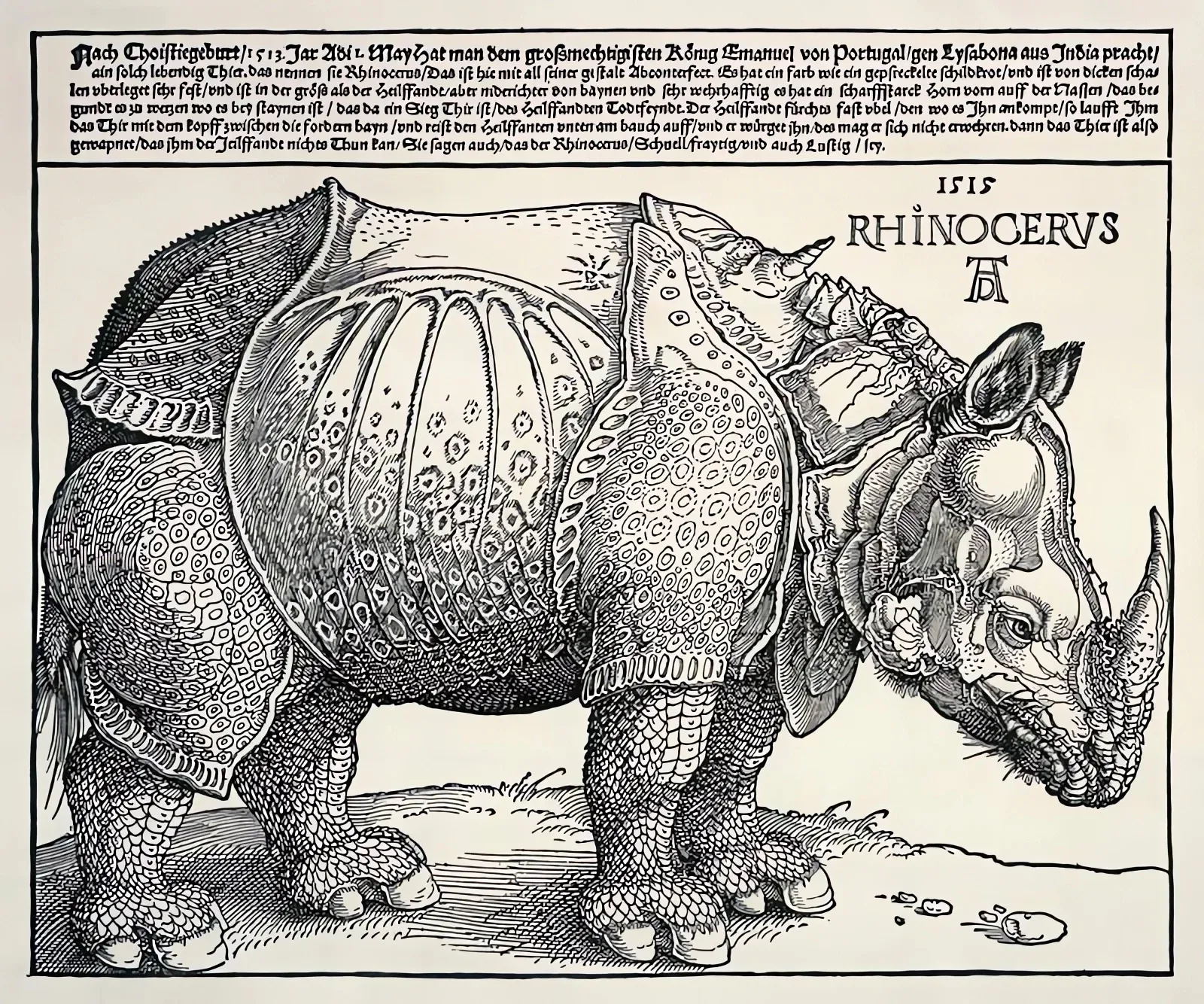 Rhinocéros - Albrecht Dürer – Image 3